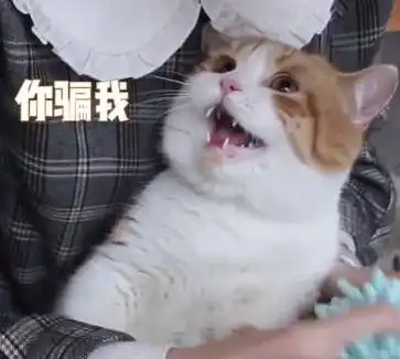  用零食骗橘猫洗爪子,橘猫全程淡定狂吃零食,得知被骗后表情亮了