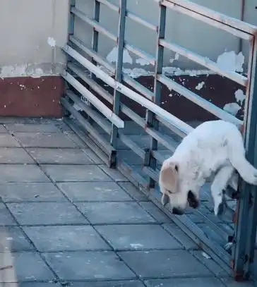  狗子直播越狱,看的主人目瞪口呆