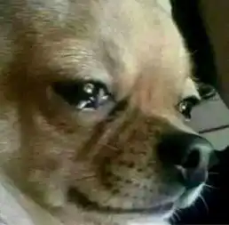 求这个表情包图 求这个表情包图