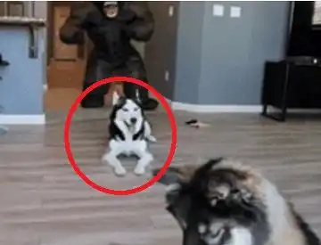  主人假扮大猩猩整蛊二哈,狗子瞬间被吓成表情包,太搞笑了