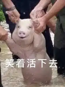  台风中的网红小猪表情包高清版台风中救起的网红小猪表情包无水印下载完整版腾牛下载