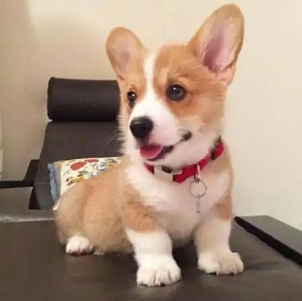  一组萌萌柯基表情包无水印