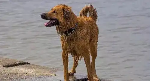  狗对主人是绝对忠诚的吗