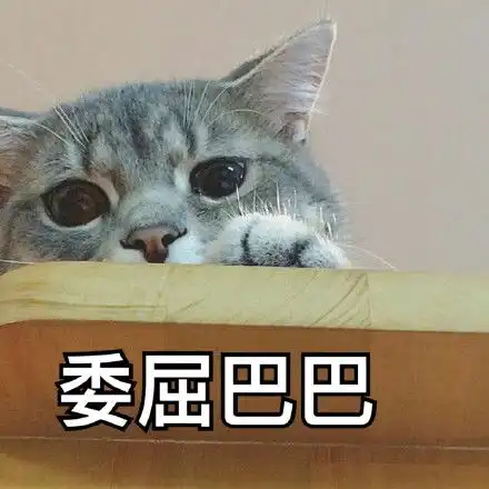 担心表情包猫咪萌猫