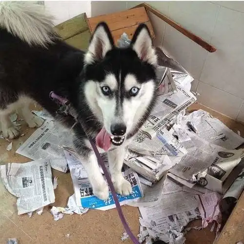  笼养狗狗,如同上刑其实你错了好多年