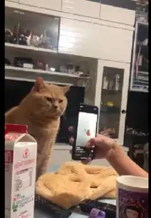  网友在玩手机,猫咪却以为主人要给它拍照,坐在桌子上表情很严肃
