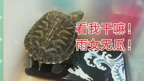  我与龟的日常1哇你居然会扭屁股雨女无瓜