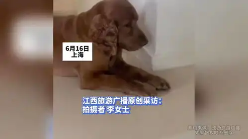  主人朋友来家里狗狗以为进贼,听对方叫自己名字表情十分好笑