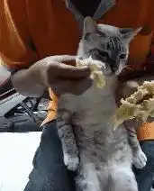  猫为什么一大早就叫你起床,这些原因,很真实