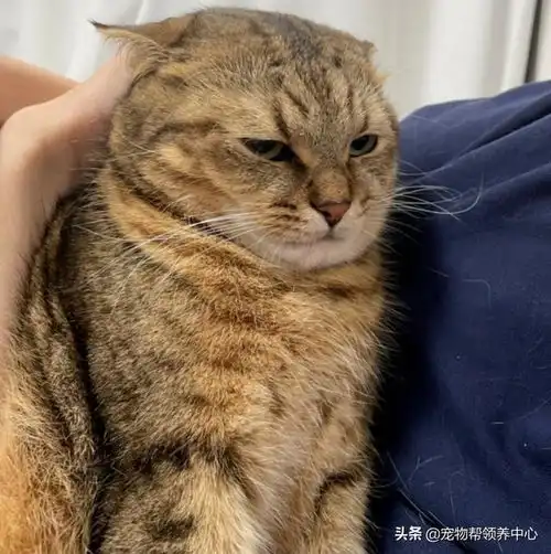 猫咪用脸挤开门表情变忧郁,网友笑喷以为主人掉马桶了...