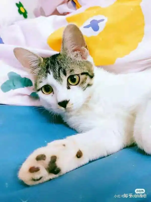  你家猫咪有什么天赋