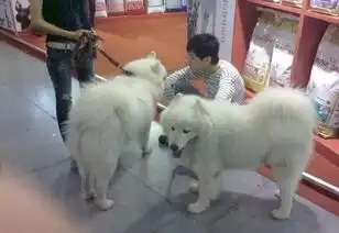  萨摩耶生下一窝黑宝宝,原因太可怕了
