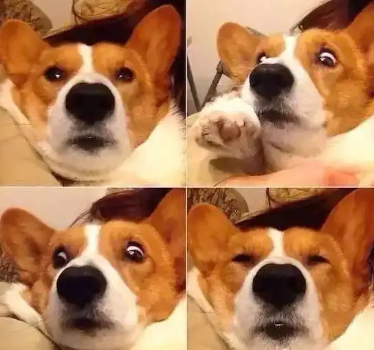  那些曾经的网红狗们,都去了同一个地方