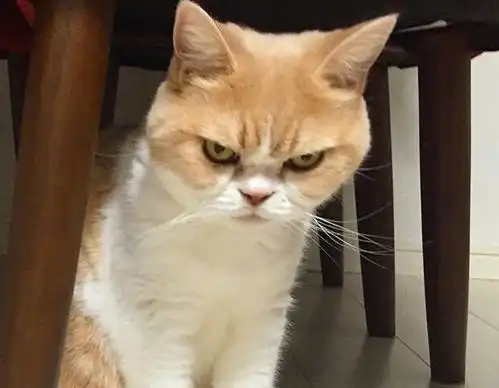 猫咪盯着主人看,其实是有事要跟你说