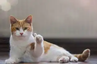  搞笑猫咪竖起了大拇指表情包,老哥稳