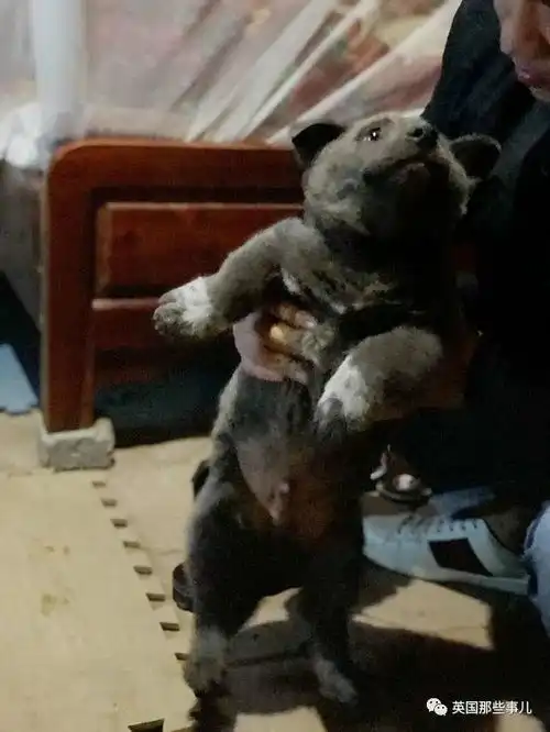  长得像猫又像狗,表情谜之魔性这坨小毛球最近迷倒了无数网友