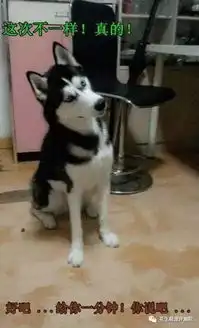  花生大事件哈士奇才不是二货,哈士奇是绝对的大爷