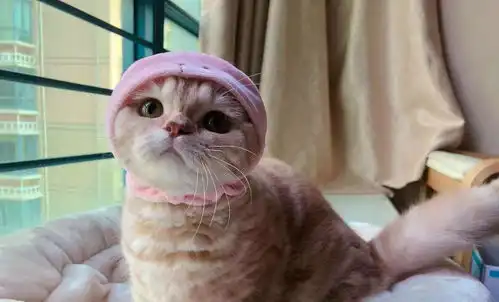 每次给猫咪铲屎,猫咪都要在旁边看,这是为什么 每次给猫咪铲屎,猫咪都要在旁边看,这是为什么