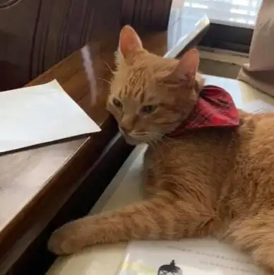 橘猫不知最爱主人离世,头七做出这感人举动,全家人瞬间泪奔 橘猫不知最爱主人离世,头七做出这感人举动,全家人瞬间泪奔