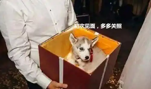 婚礼当天,男子竟送哈士奇做定情信物,新娘的表情说明了一切