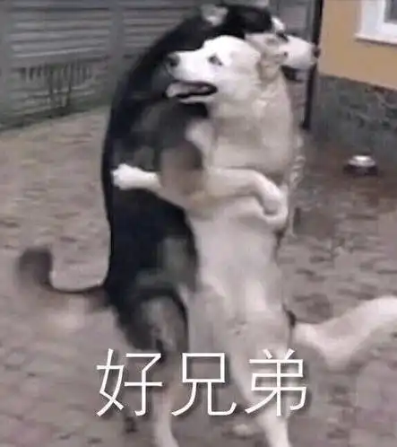 狗托表情包哈哈哈