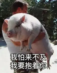  卖掉北京的房去养猪,猪市惊现地产式调控,2019猪年是非多
