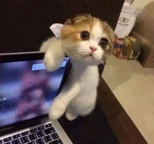  猫咪无聊啃电脑,主人发现后大声呵斥,猫咪一脸无辜的表情惹人怜