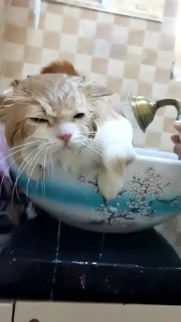  每次给猫咪洗澡,它都是这表情,仿佛失恋了一样