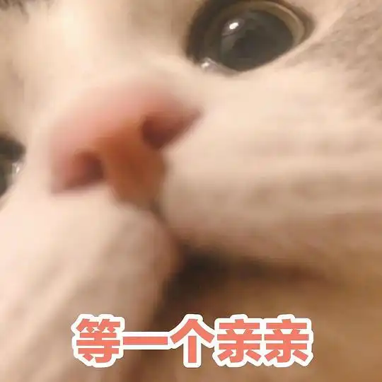  玫瑰沾白糖的相册天使猫猫的表情包