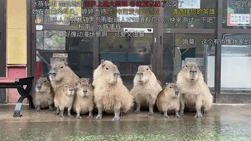  一张扑克脸,怎么变成了互联网顶流