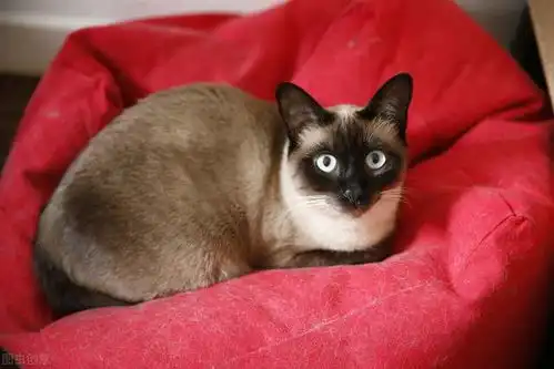  5年资深猫奴告诉你暹罗猫饲养必须注意这6点,否则养不好猫