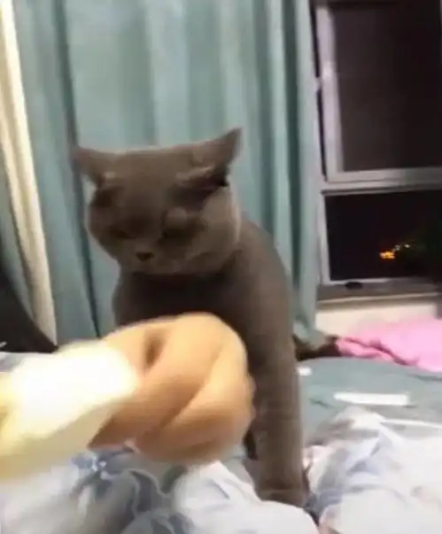  主人偷吃雪糕被猫看见,抱着主人手撒娇,不给就露出这表情