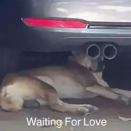 这些沙雕狗子表情包简直太适合你了 这些沙雕狗子表情包简直太适合你了