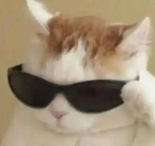 猥琐猫人脸表情包全集摄