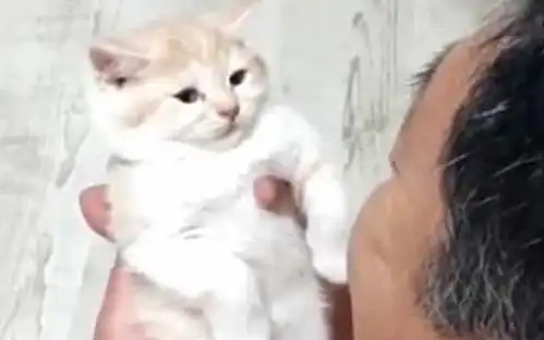  爷爷像逗孙子一样逗小猫,小猫被爷爷惊呆,一脸呆滞的看着爷爷