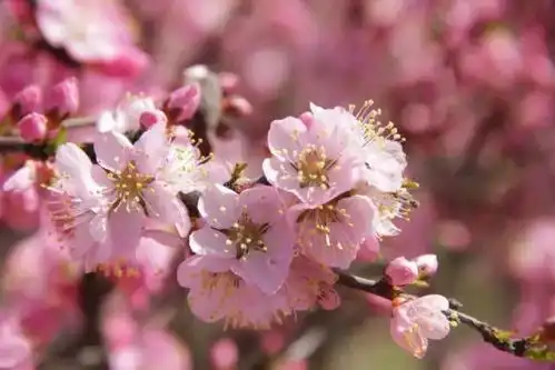  所有等待都是值得看包师院春暖花开