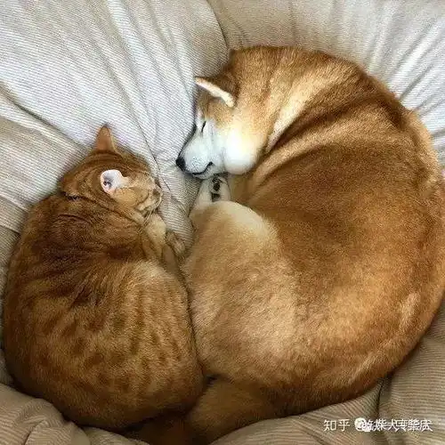  每天和橘猫一起混的柴犬,竟然以为自己就是一只喵