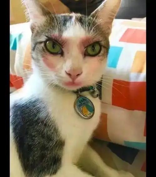  网友给猫咪化了妆,这面容表情好妩媚呀感觉颜值输给了一只猫