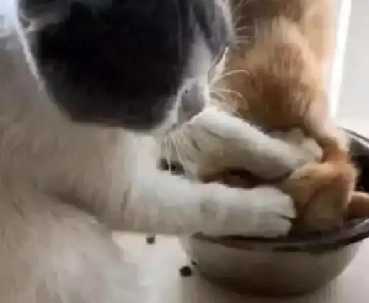  胖橘去抢同伴的食物,不料同伴会做出这样的反应,铲屎的都看笑了