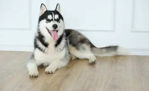  盘点四种难养的狗狗,哈士奇勇夺第一,养了它们的人家里都有矿