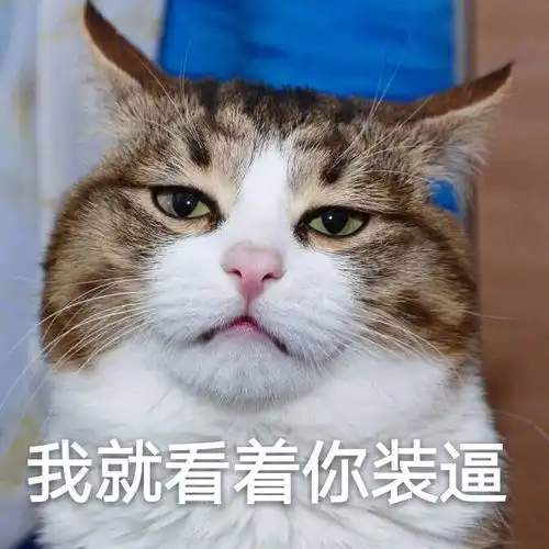 修仙功法表情包猫咪