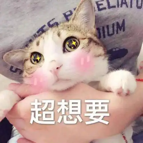 nice兄dei表情包原图猫