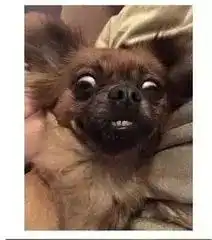 喜羊羊表情包目瞪口呆沙