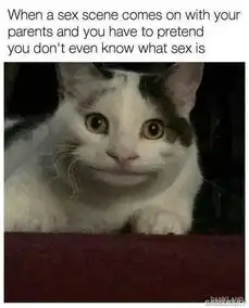  猫咪因尴尬的微笑走红网络迷之魅力不可挡