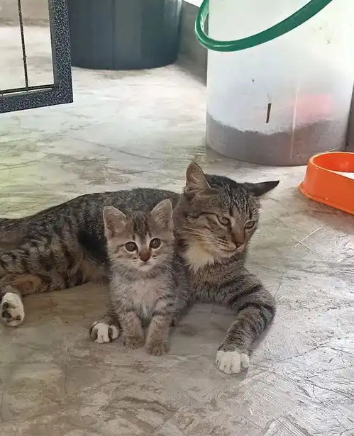  让猫爸爸带孩子,看这表情是一脸不情愿