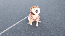  柴犬才是汪星界表情包鼻祖,就是二哈也得服