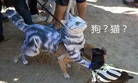  女子出差将狗托付给男友,回家后看到狗狗模样,怒扇男友一耳光