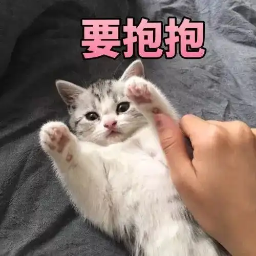  猫咪的那些奇怪姿势,看笑铲屎官