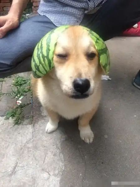 狗狗开心表情包图片主人