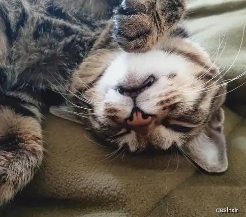  自从养了猫,我脾气越来越好了论铲屎官的自我修养